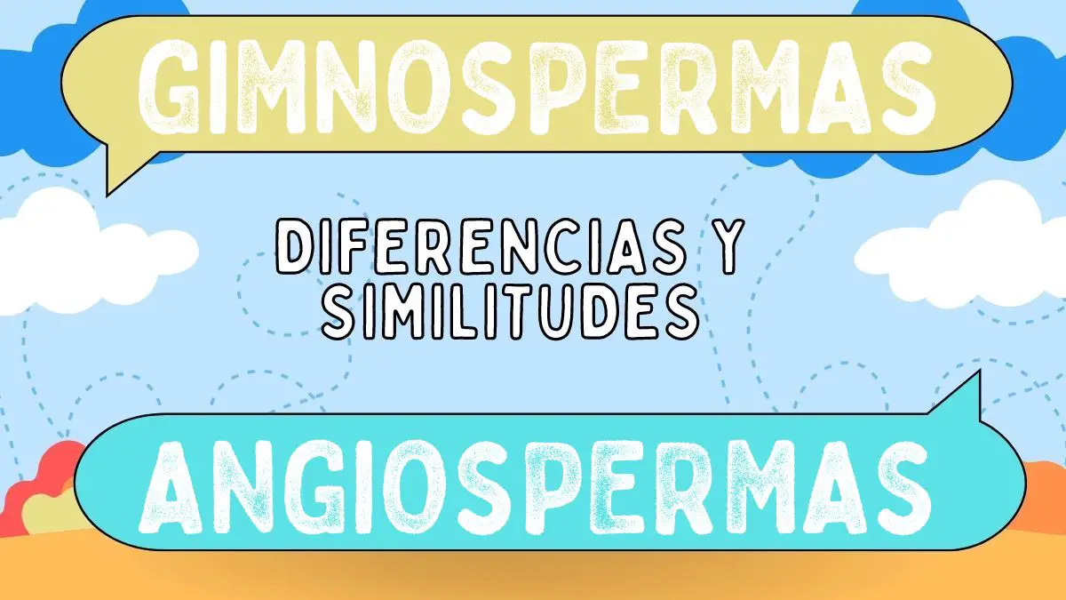 Diferencias Entre Gimnospermas Y Angiospermas 10395 The Best Porn Website