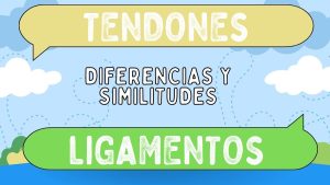 Diferencias Entre Tendones Y Ligamentos